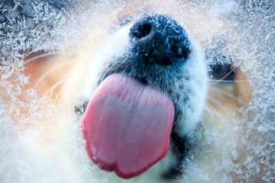 雪のかかる窓を舐める犬