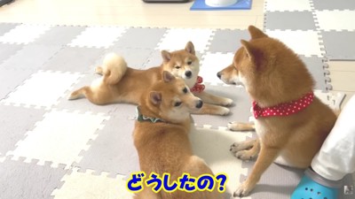仲良しな3匹