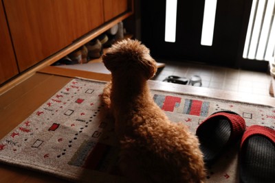 飼い主の帰宅を待つ犬