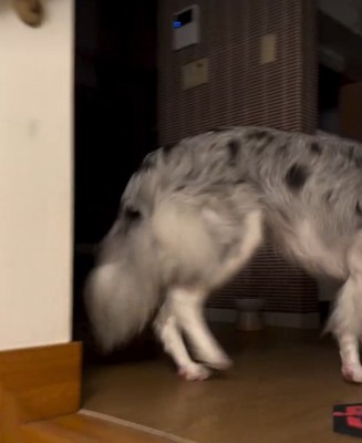 犬の後ろ姿