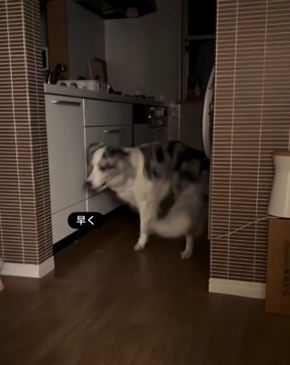 うつむく犬