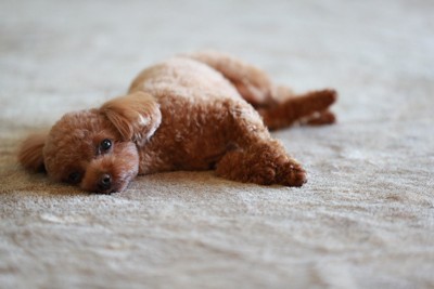 寝転んで見ている犬