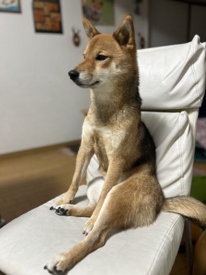 凛々しい