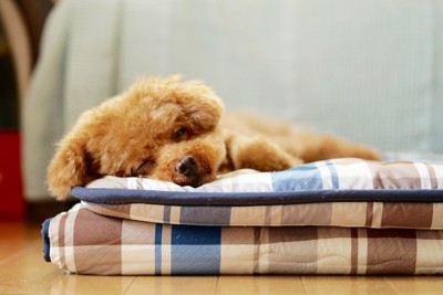 眠るトイプードル