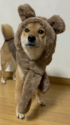 クマ