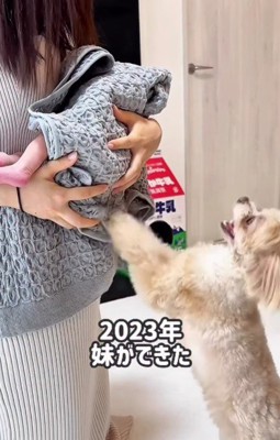 とろろちゃんに妹ができた！