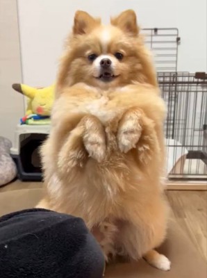 二足歩行