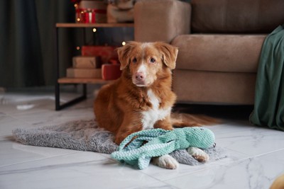 足の上にぬいぐるみを乗せた犬