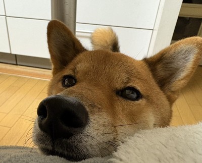 甘えん坊