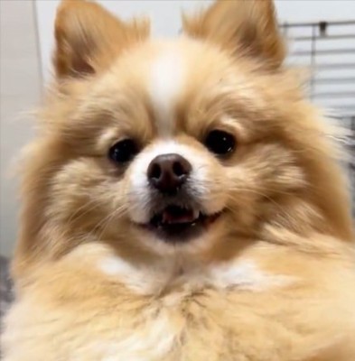 可愛さに