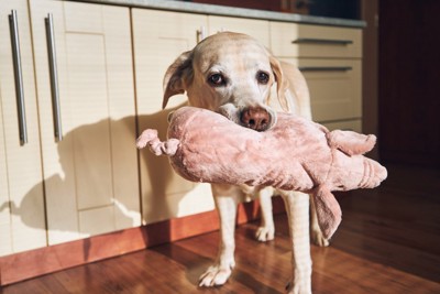 ぬいぐるみを咥える犬