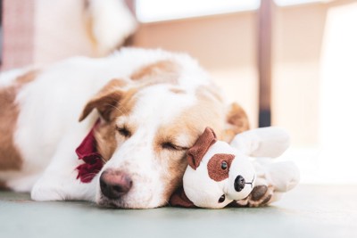 ぬいぐるみと添い寝をする犬