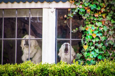 窓の内側から吠えている犬