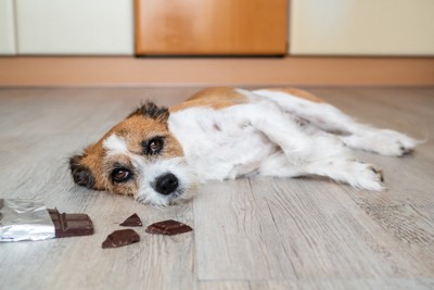 チョコレートのそばで横たわる犬