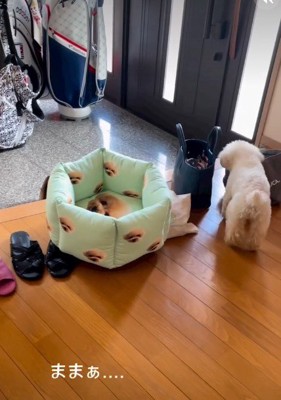 お留守番中のくるみちゃん