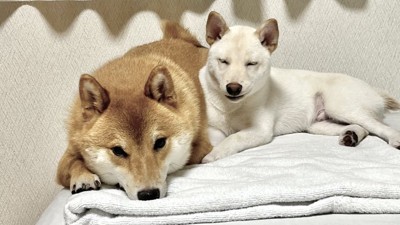 仲良し兄弟