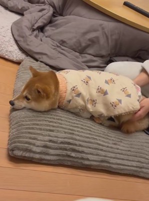 犬を寝床に誘ったら…