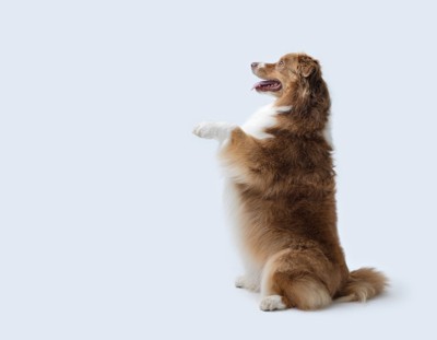 立ち上がる犬