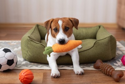 人参のおもちゃを咥えた犬