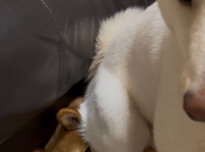 クッション