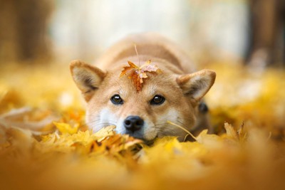 イチョウと柴犬