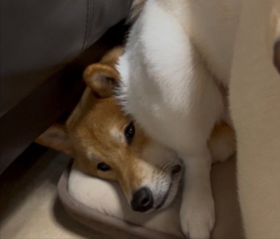 おしりに
