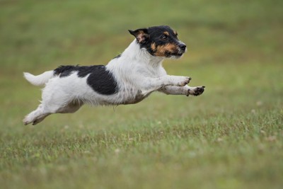 走っているジャックラッセル