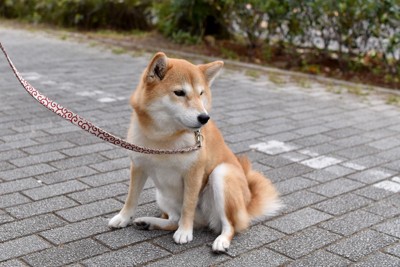 散歩、座り込む