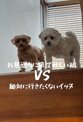 お見送りしないチャチャちゃんたち3