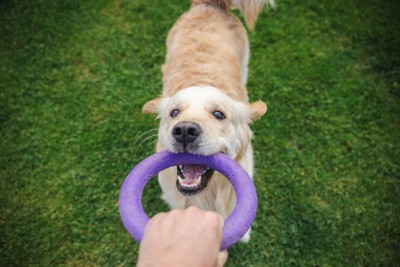 リングを咥えた犬