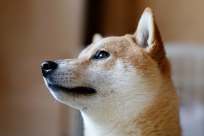 柴犬の横顔