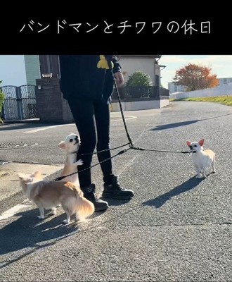 チワワ3匹とお散歩