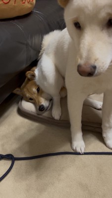 何喰わぬ顔