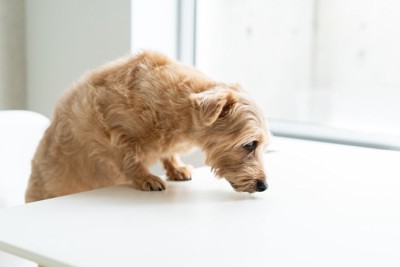 テーブルに乗る犬