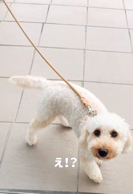 窓を見上げる犬
