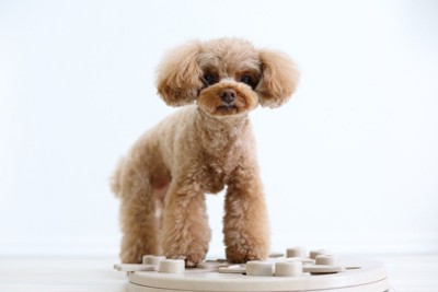 犬と知育玩具