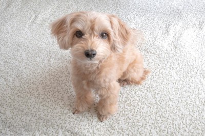 座って見上げる犬