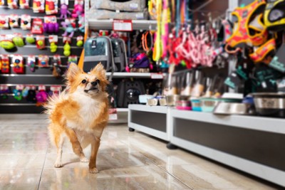 犬とグッズ売り場