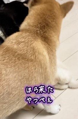 叱！！