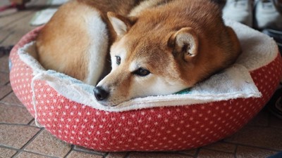 お気に入り