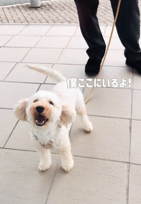 窓越しに話しかける犬