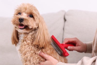 ブラッシングしてもらう犬
