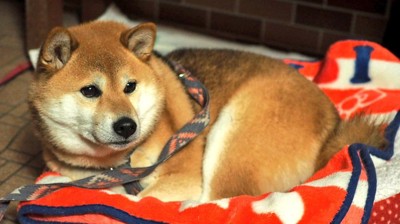 ぬくぬく