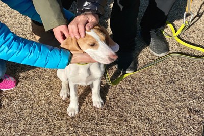 たくさんの人に撫でられる犬