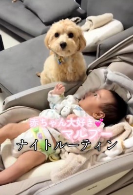 たわし君のナイトルーティン