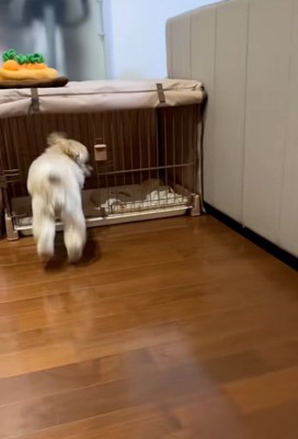 ケージに入るワンコ