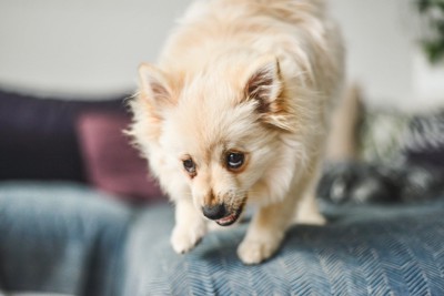 上目遣いで威嚇する犬