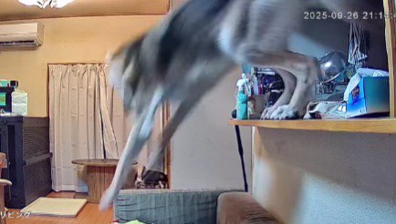 豪快な大ジャンプ！！