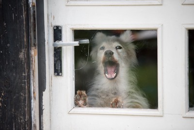 外に向かって吠える犬