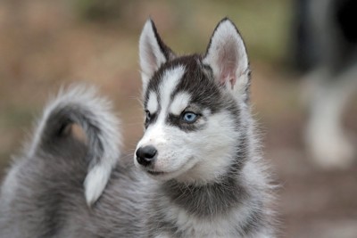 ハスキーの子犬